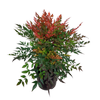6L Nandina Golf Stream - Nandina domestica Gulf Stream