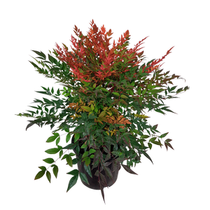 6L Nandina Golf Stream - Nandina domestica Gulf Stream
