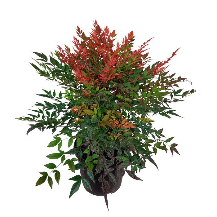 6L Nandina Golf Stream - Nandina domestica Gulf Stream