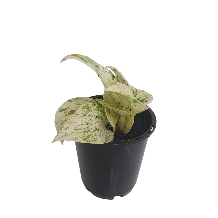 70mm Marble Queen Pothos - Epipremnum auruem
