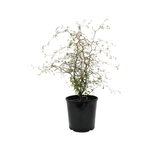 2.5L Kowhai - Sophora microphylla