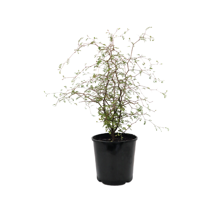 2.5L Kowhai - Sophora microphylla