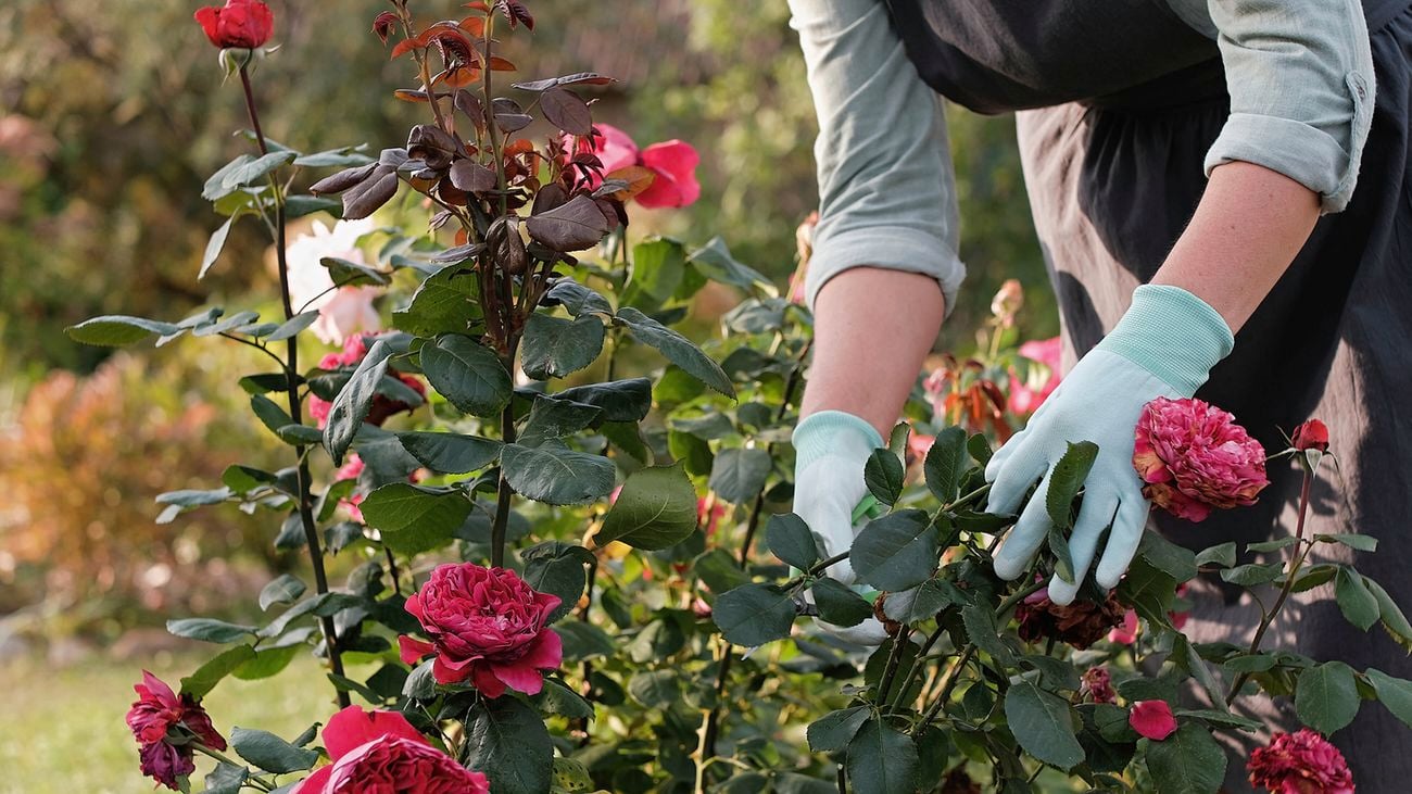 Two gloved hands attend to rose bushes, showing gardening tips for autumn