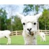 Close Up of White Alpaca  Print 100% Australian Made 90 x 60cm  (Stretched)