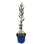 100mm Olive J5 - Olea europaea J5