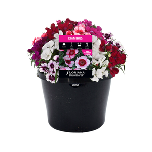 170mm Dianthus - Dianthus barbatus
