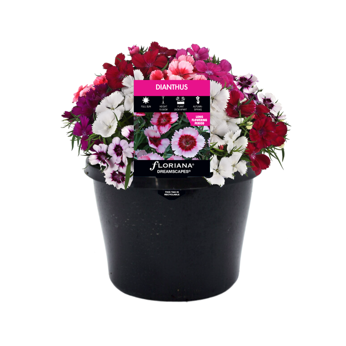 170mm Dianthus - Dianthus barbatus