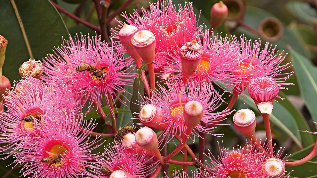 Vibrant pink flowering gum plant