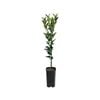 4L Washington Navel Orange Grafted - Citrus sinensis