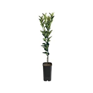 4L Washington Navel Orange Grafted - Citrus sinensis