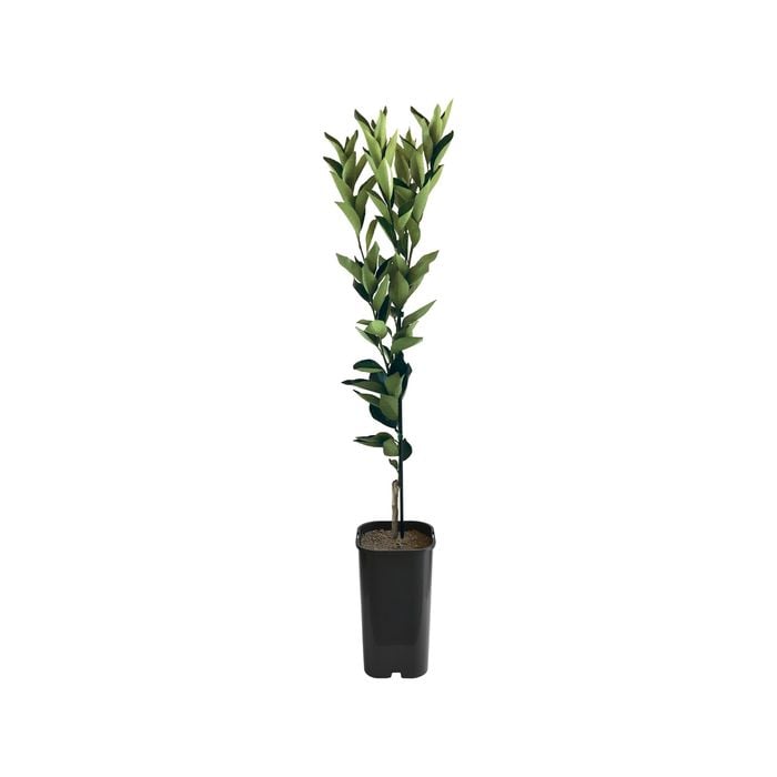 4L Washington Navel Orange Grafted - Citrus sinensis