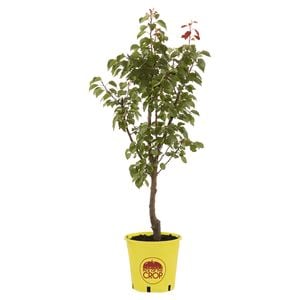 250mm Cot N Candy Interspecific Apricot - Prunus spp.