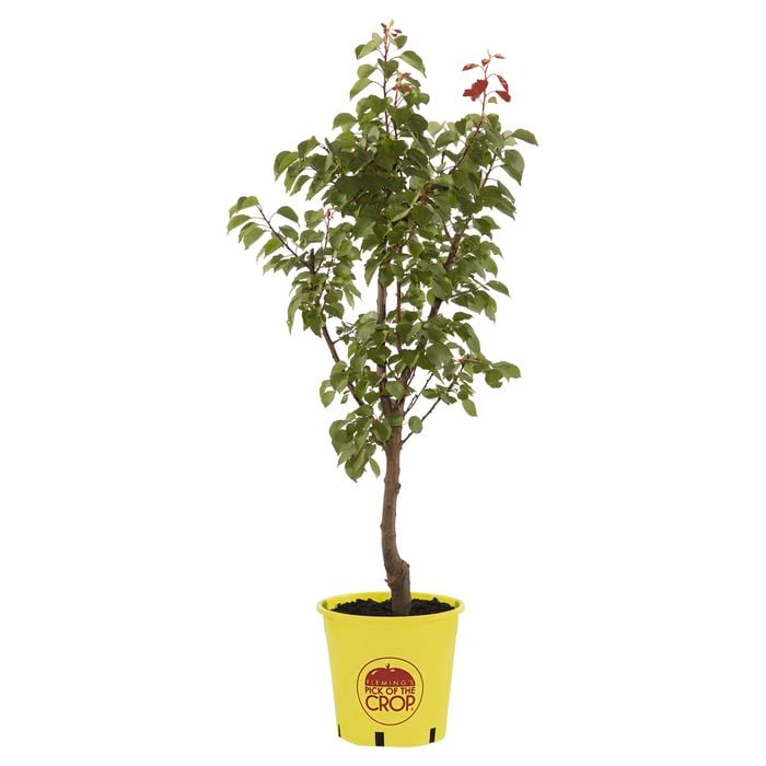 250mm Cot N Candy Interspecific Apricot - Prunus spp.
