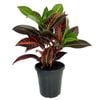 125mm Cheryl - Croton Codiaeum variegatum