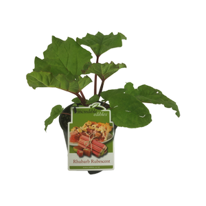 1.9L Rhubarb Rubescent - Rhubarbarum rheum