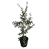 30L Camellia Early Pearly - Camellia sasanqua Early Pearly