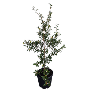 30L Camellia Early Pearly - Camellia sasanqua Early Pearly