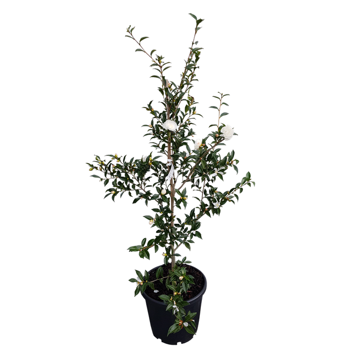 30L Camellia Early Pearly - Camellia sasanqua Early Pearly