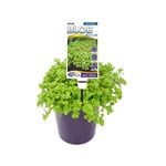 140mm Sedum Green BLOB™ - Sedum spurium