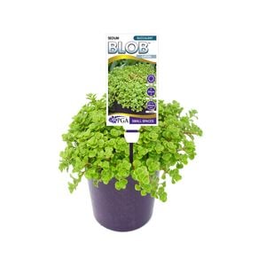 140mm Sedum Green BLOB™ - Sedum spurium
