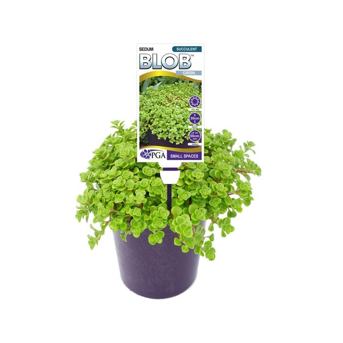 140mm Sedum Green BLOB™ - Sedum spurium