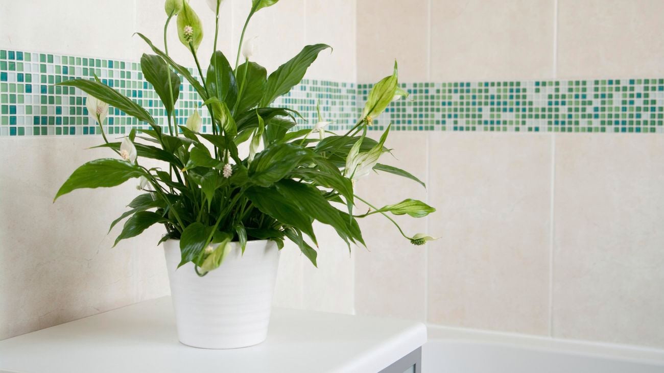 Peace lily.
