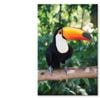 Largest And Best-Known Toucan  Print 100% Australian Made 90 x 120cm  (Stretched)