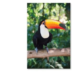 Largest And Best-Known Toucan  Print 100% Australian Made 90 x 120cm  (Stretched)