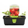 Punnet Vegetable Tomato KY1 - Solanum lycopersicum