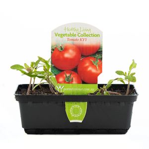 Punnet Vegetable Tomato KY1 - Solanum lycopersicum