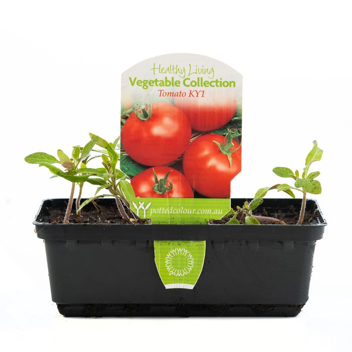 Punnet Vegetable Tomato KY1 - Solanum lycopersicum