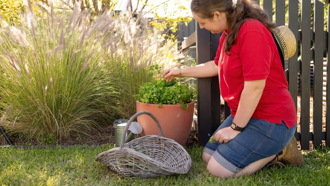 A Bunnings team member is picking parsley from the pot