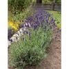 140mm Lavender English - Lavandula angustifolia