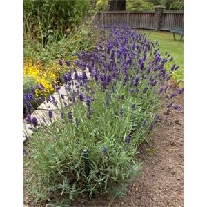 140mm Lavender English - Lavandula angustifolia