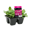 4 Cell Petunia Crazy Rose Morn - Petunia x hybrida