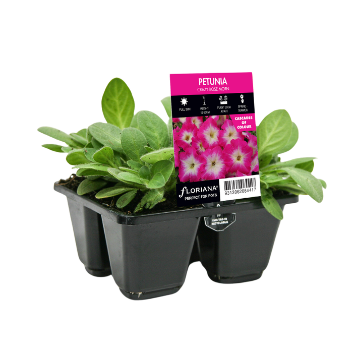 4 Cell Petunia Crazy Rose Morn - Petunia x hybrida