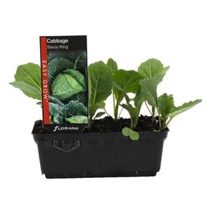 Cabbage Savoy King Punnet - Brassica oleracea var. capitata