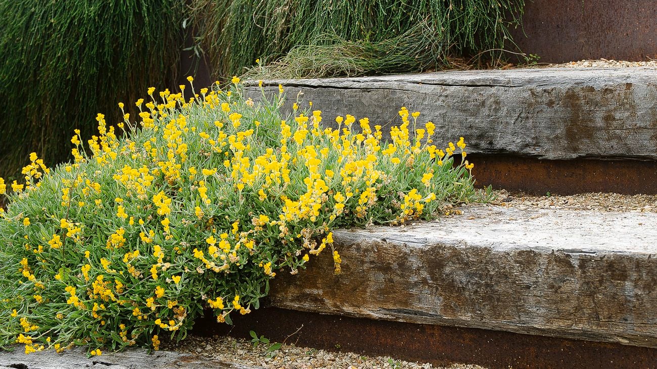 A plant with yellow flowers growing along a timber outdoor staircase