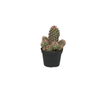 95mm Cactus Assorted