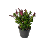 2L Hebe - Hebe 'Charlotte'