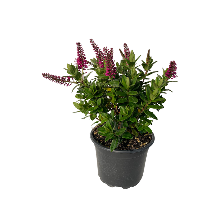 2L Hebe - Hebe 'Charlotte'