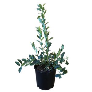 1.9L Blueberry Maru - Vaccinium ashei