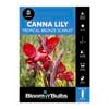 Bloomin' Bulbs Canna Lily Trop Bronze Scarlet - 1 Pack