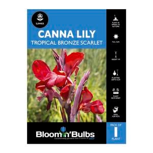 Bloomin' Bulbs Canna Lily Trop Bronze Scarlet - 1 Pack