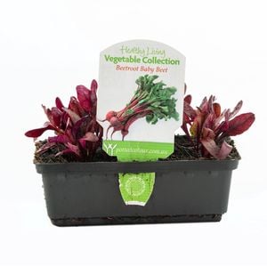 Punnet Beetroot Baby Beet - Healthy Living Vegetable