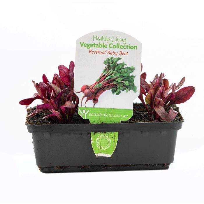 Punnet Beetroot Baby Beet - Healthy Living Vegetable
