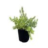 140mm White Fine Leaf - Myoporum parvifolium