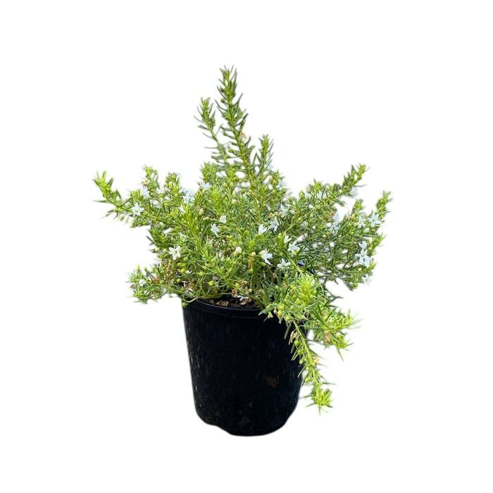 140mm White Fine Leaf - Myoporum parvifolium