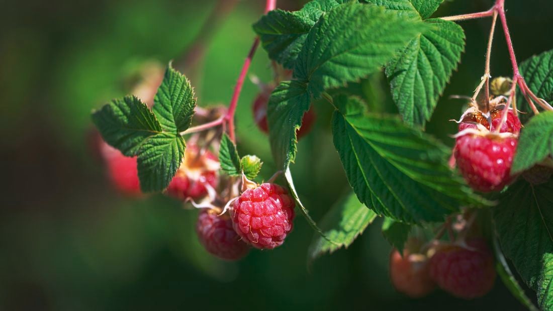 Berries hanging from the tree