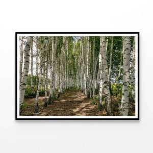 Dirt Path Winding Forest   Print 100% Australian Made 90x60cm  (Poster)